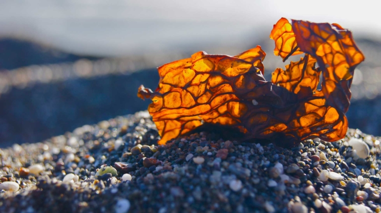 photo of seaweed on beach