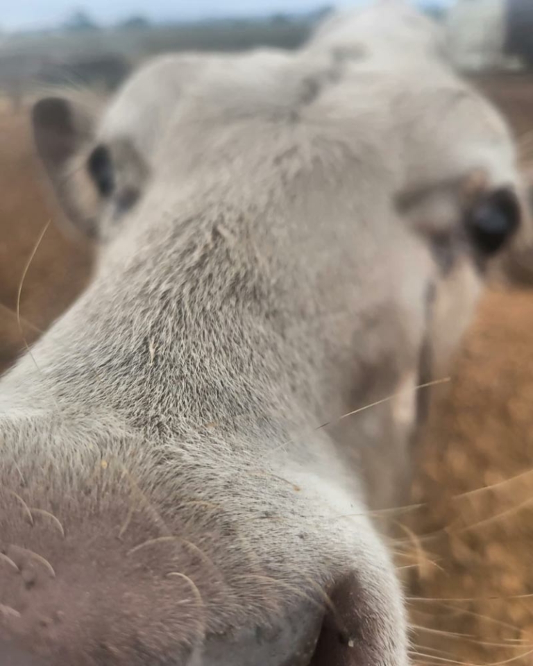 closeup of cow snout