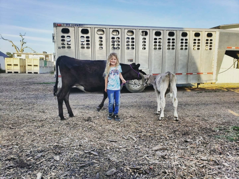 young girl smiling with calf and cow