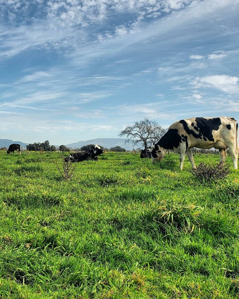 cows in green meadow, blue sky