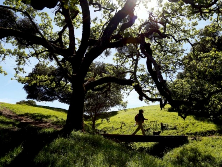 a person crosses a bridge under a tree