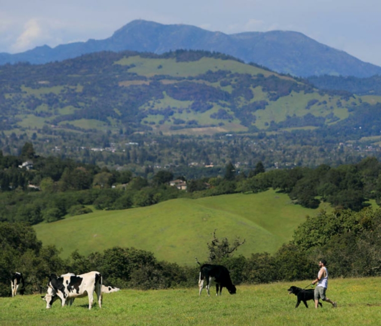 green hills speckled with cows
