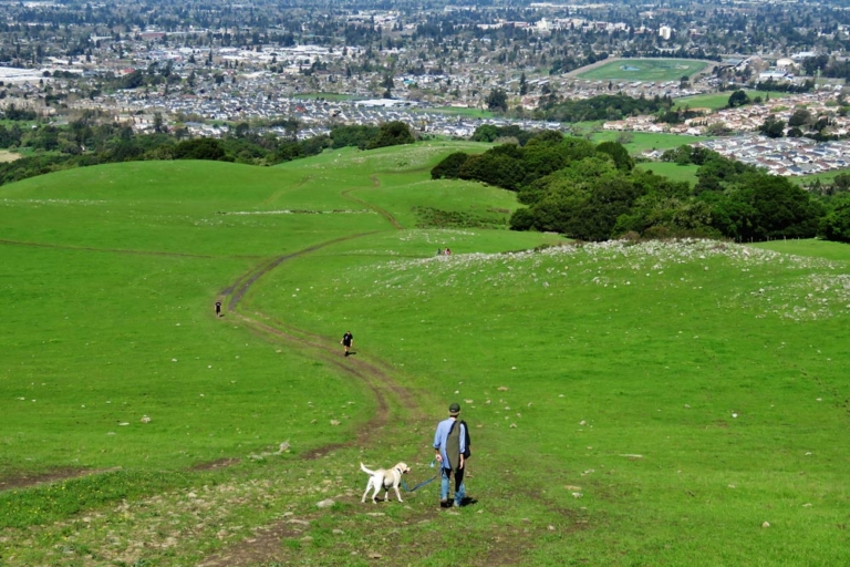 a man and dog walking on a green hill