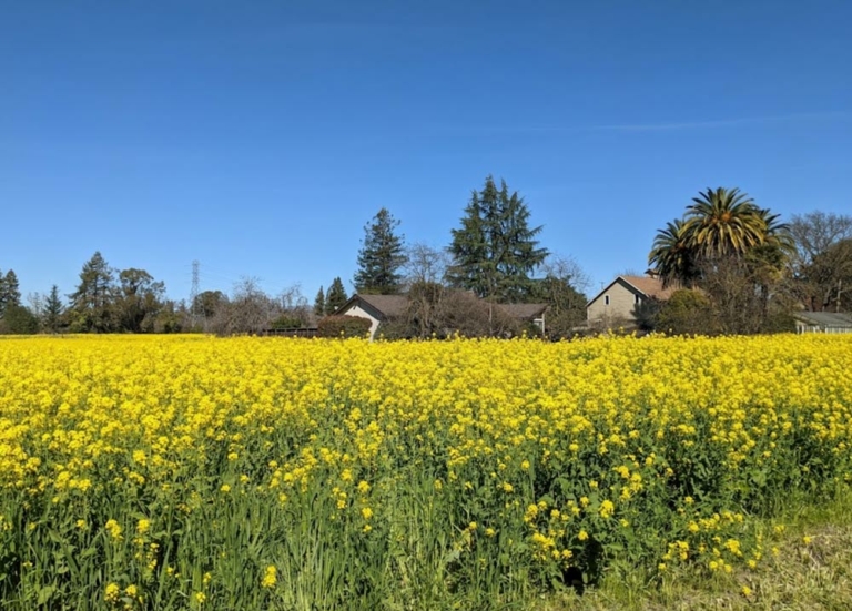 field of yellow flowers